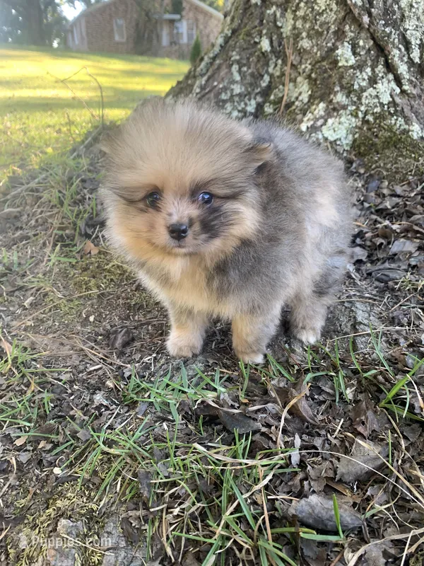 Male 3, a male Pomeranian for sale in Gadsden, AL – 1 of 10