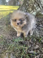 Male 3, a male Pomeranian for sale in Gadsden, AL – 1 of 10