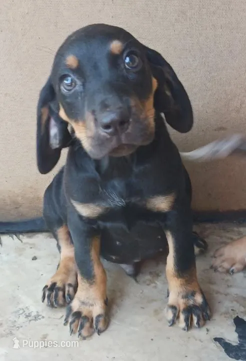 Male 3 – Catahoula Leopard Dog, Bluetick Coonhound puppy for sale in Gadsden, AL