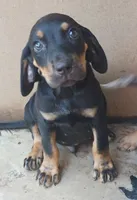 Male 3, a male Catahoula Leopard Dog and Bluetick Coonhound for sale in Gadsden, AL – 1 of 1