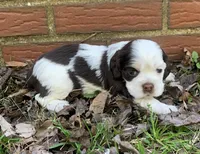 Daisy, a female Cocker Spaniel for sale in Gadsden, AL – Photo 5 of 9