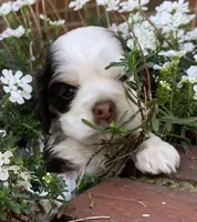 Daisy, a female Cocker Spaniel for sale in Gadsden, AL – Photo 1 of 9