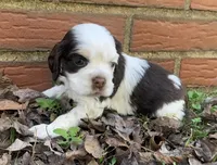 Daisy, a female Cocker Spaniel for sale in Gadsden, AL – Photo 4 of 9