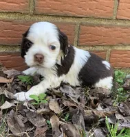 Daisy, a female Cocker Spaniel for sale in Gadsden, AL – Photo 7 of 9