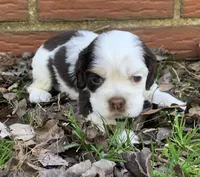 Daisy, a female Cocker Spaniel for sale in Gadsden, AL – Photo 2 of 9