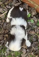 Daisy, a female Cocker Spaniel for sale in Gadsden, AL – Photo 9 of 9