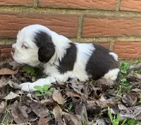 Daisy, a female Cocker Spaniel for sale in Gadsden, AL – Photo 8 of 9