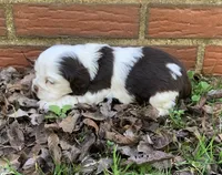 Daisy, a female Cocker Spaniel for sale in Gadsden, AL – Photo 6 of 9