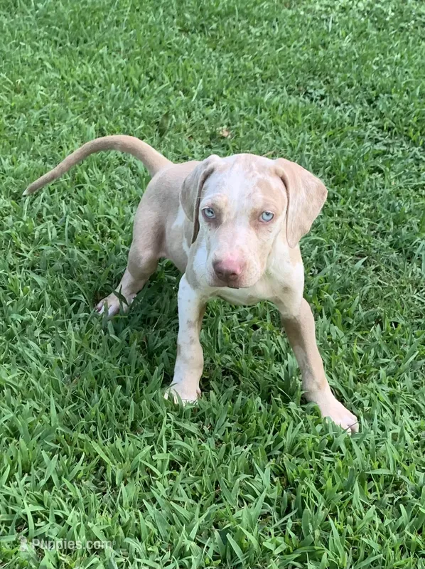 Boy 3 – Catahoula Leopard Dog puppy for sale in Gadsden, AL
