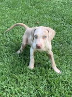 Boy 3, a male Catahoula Leopard Dog for sale in Gadsden, AL – 1 of 5
