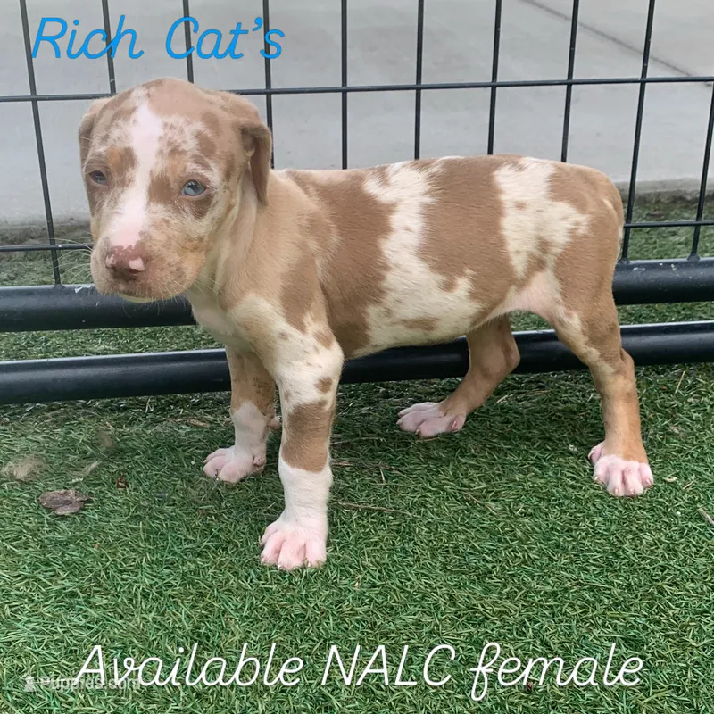 Orange collar female  – Catahoula Leopard Dog puppy for sale in Gadsden, AL