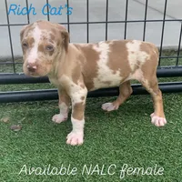 Orange collar female , a female Catahoula Leopard Dog for sale in Gadsden, AL – 1 of 1