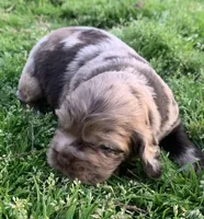 Chocolate Merle boy 2 , a male Cocker Spaniel for sale in Gadsden, AL – Photo 2 of 7