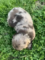 Chocolate Merle boy 2 , a male Cocker Spaniel for sale in Gadsden, AL – Photo 7 of 7