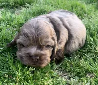 Chocolate Merle boy 2 , a male Cocker Spaniel for sale in Gadsden, AL – Photo 3 of 7