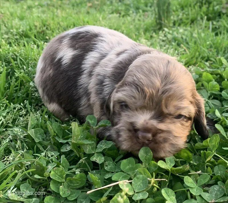 Chocolate Merle boy 2  – Cocker Spaniel puppy for sale in Gadsden, AL