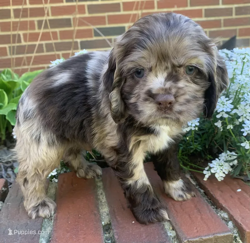 Chocolate Merle boy 2  – Cocker Spaniel puppy for sale in Gadsden, AL