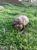 Chocolate Merle boy 2 , a male Cocker Spaniel for sale in Gadsden, AL – Photo 4 of 7