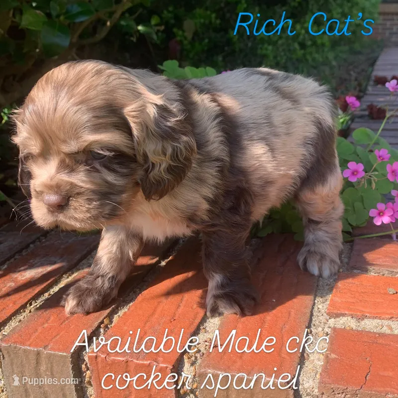 Chocolate Merle boy 2  – Cocker Spaniel puppy for sale in Gadsden, AL