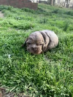 Chocolate Merle boy 2 , a male Cocker Spaniel for sale in Gadsden, AL – Photo 6 of 7