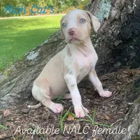 Peach collar female , a female Catahoula Leopard Dog for sale in Gadsden, AL – 1 of 1