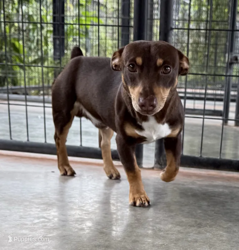 Jojo – Teddy Roosevelt Terrier puppy for sale in Gadsden, AL