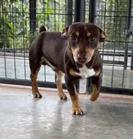 Jojo, a male Teddy Roosevelt Terrier for sale in Gadsden, AL – 1 of 10