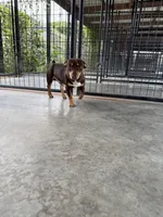 Jojo, a male Teddy Roosevelt Terrier for sale in Gadsden, AL – 9 of 10