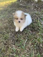 Male 2, a male Pomeranian for sale in Gadsden, AL – 5 of 10