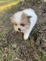 Male 2, a male Pomeranian for sale in Gadsden, AL – 8 of 10