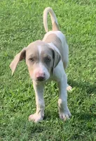 Boy 1, a male Catahoula Leopard Dog for sale in Gadsden, AL – 2 of 2
