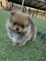 Male 1 , a male Pomeranian for sale in Gadsden, AL – 2 of 8