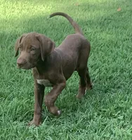 Girl 1, a female Catahoula Leopard Dog for sale in Gadsden, AL – 10 of 10