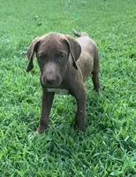 Girl 1, a female Catahoula Leopard Dog for sale in Gadsden, AL – 7 of 10