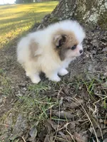 Male 2, a male Pomeranian for sale in Gadsden, AL – 7 of 10