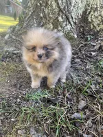 Male 3, a male Pomeranian for sale in Gadsden, AL – 7 of 10