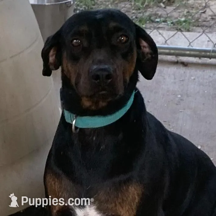 Ember , a female Catahoula Leopard Dog for sale in Gadsden, AL – Photo 6 of 7