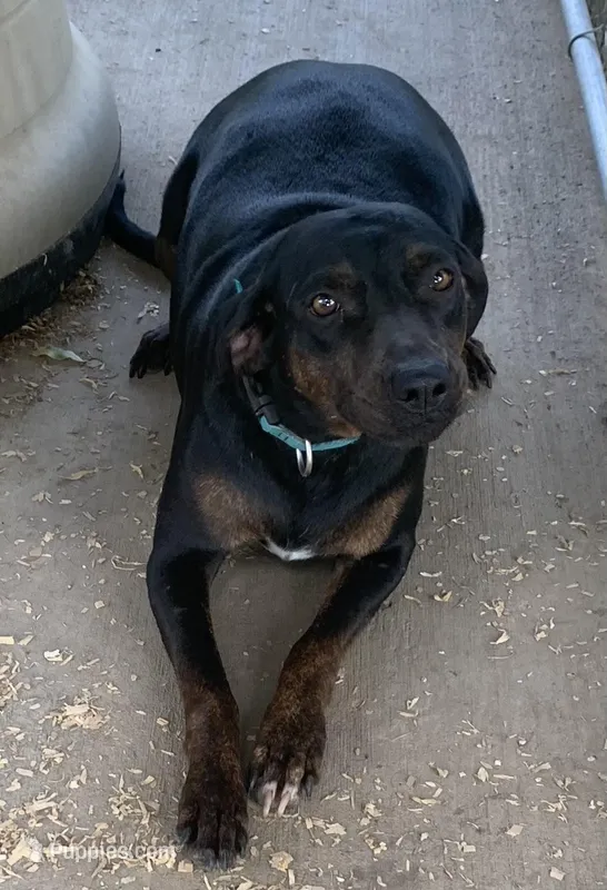Ember  – Catahoula Leopard Dog puppy for sale in Gadsden, AL