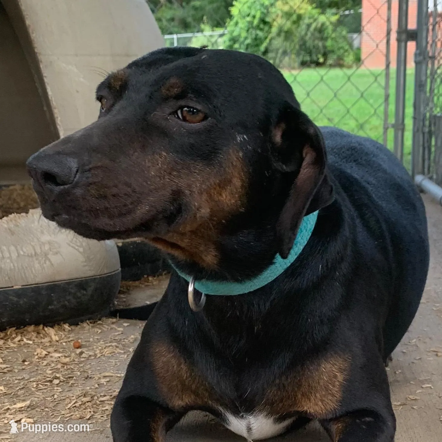 Ember , a female Catahoula Leopard Dog for sale in Gadsden, AL – Photo 5 of 7