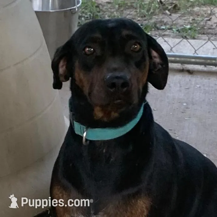 Ember , a female Catahoula Leopard Dog for sale in Gadsden, AL – Photo 2 of 7