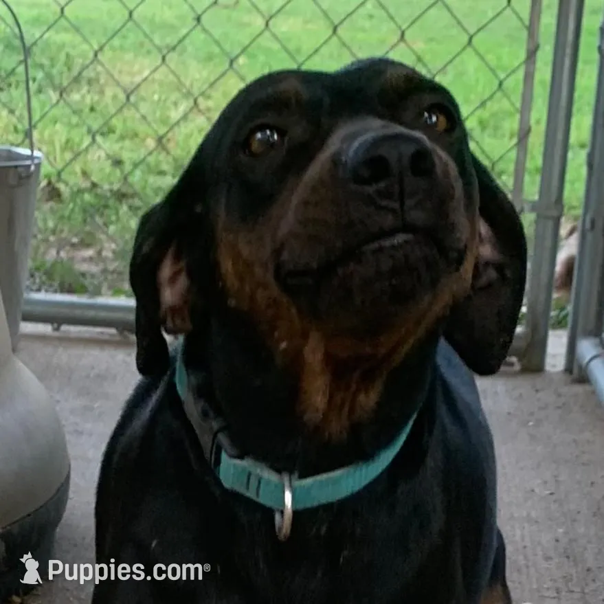 Ember , a female Catahoula Leopard Dog for sale in Gadsden, AL – Photo 3 of 7