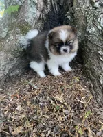 Diamond , a female Pomeranian for sale in Gadsden, AL – Photo 4 of 7