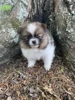 Diamond , a female Pomeranian for sale in Gadsden, AL – Photo 2 of 7