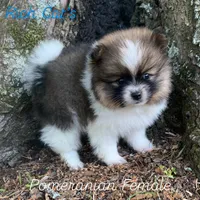 Diamond , a female Pomeranian for sale in Gadsden, AL – Photo 1 of 7