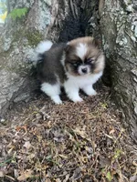 Diamond , a female Pomeranian for sale in Gadsden, AL – Photo 5 of 7