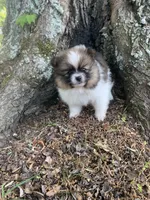 Diamond , a female Pomeranian for sale in Gadsden, AL – Photo 6 of 7