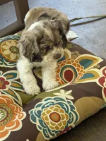 Male 1, a male Cocker Spaniel for sale in Gadsden, AL – 4 of 5