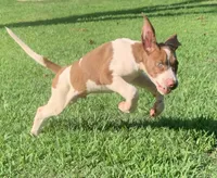 Boy 2, a male Catahoula Leopard Dog for sale in Gadsden, AL – 5 of 8