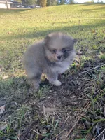 Male 3, a male Pomeranian for sale in Gadsden, AL – 9 of 10