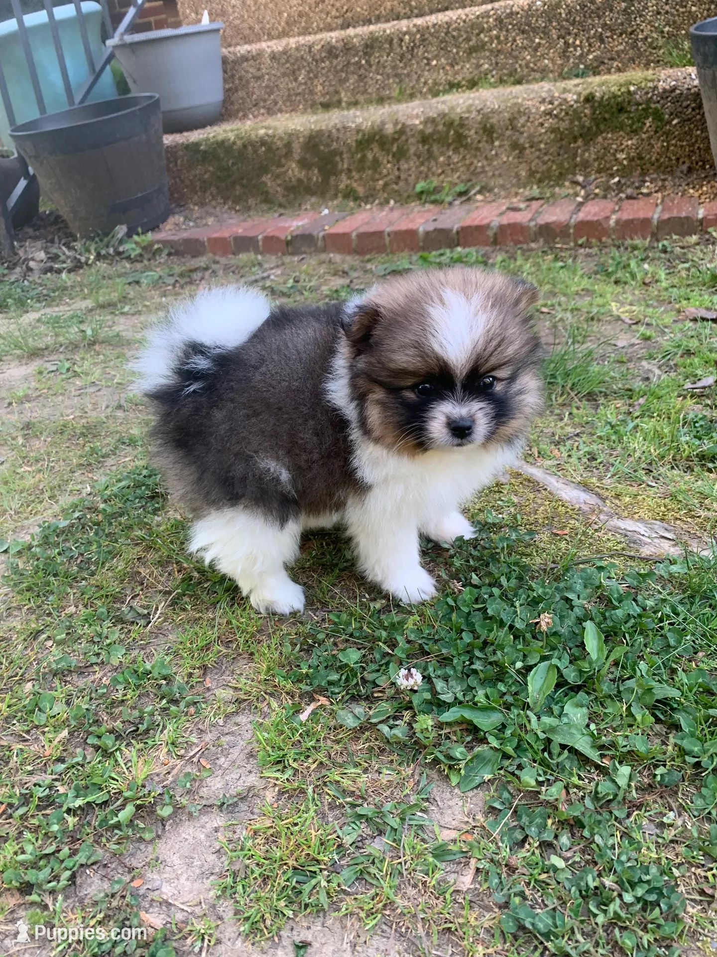 Diamond , a female Pomeranian for sale in Gadsden, AL – Photo 7 of 7